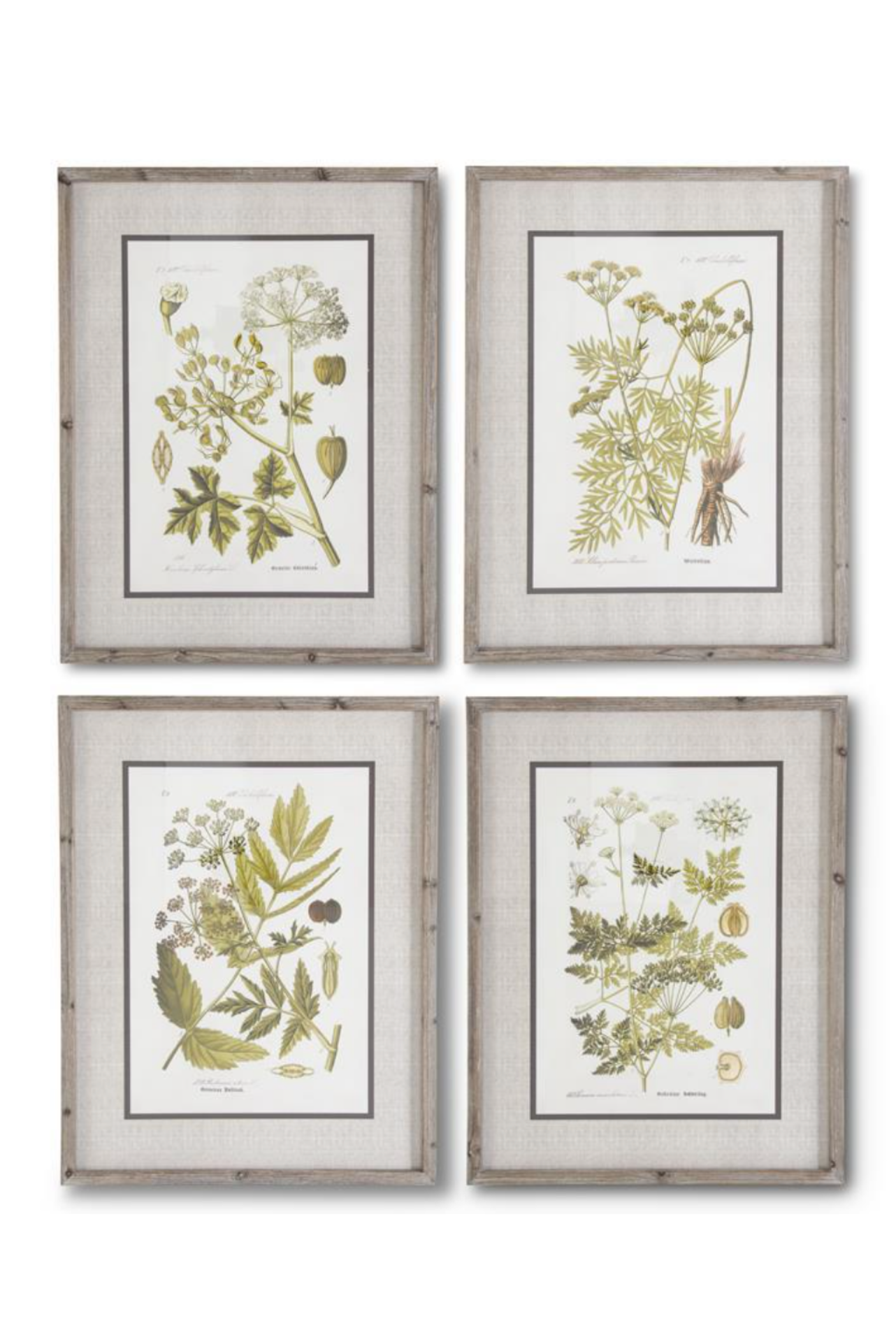 27.5" Framed Botanical Print